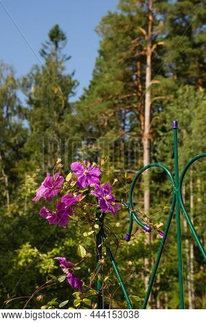 Large-flowered Purple Clematis, Clematis X Jackmanii, In The Park. Liana Flowers In Garden On A Summ