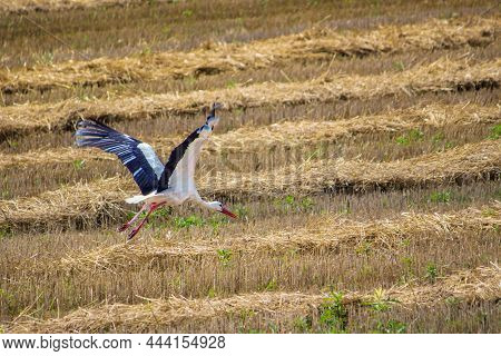 A Stork Flies Over A Mowed Gold Field