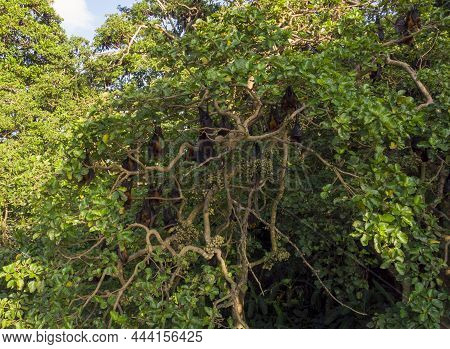 Colony Of Flying Fox Pteropus Lylei On Pemba Island At Zanzibar Archipelago, Tanzania
