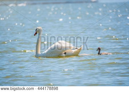 A Female Mute Swan, Cygnus Olor, Swimming On A Lake With Its New Born Baby Cygnets. Mute Swan Protec