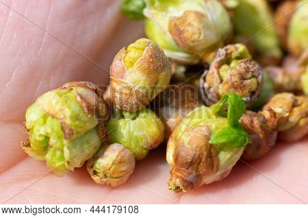 Opened palm full of big bad damaged buds of young leaves because of cecidophyopsis ribis. Early spri