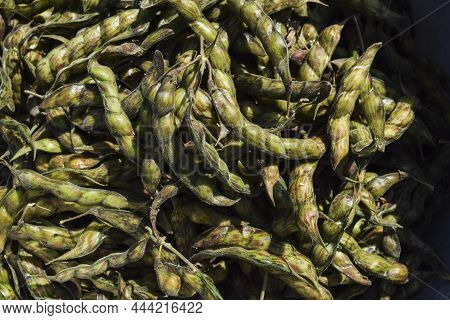 Fresh Green Raw Pigeon Pea Pods Covered Outer Layer Shells With Seeds Inside. Indian Winter Seasonal