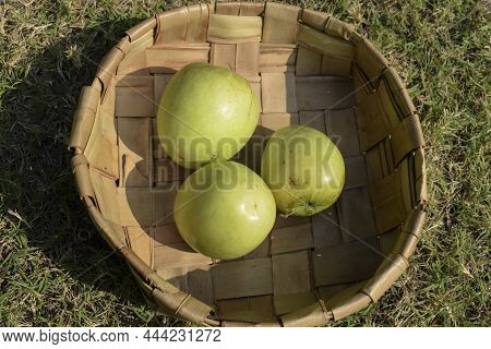 Fresh And Organic Indian Fruit Called Green Jujube Or Apple Jujube Or Ber Apple. Green Indian Jujuba