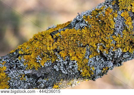 Hypogymnia Physodes And Xanthoria Parietina Common Orange Lichen, Yellow Scale, Maritime Sunburst Li