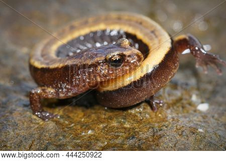 Closeup On A Yellow Form Of The Western Redback Salamander, Plethodon Vehiculum Rolled Up As Antipre