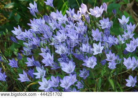 Ithuriels Spear (brodiaea 'queen Fabiola'). Called Triplet Lily, Pretty Face And Wild Hyacinth Also.