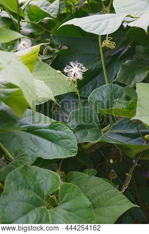 Snake Gourd (trichosanthes Cucumerina). Called Serpent Gourd, Chichinda And Padwal Also.