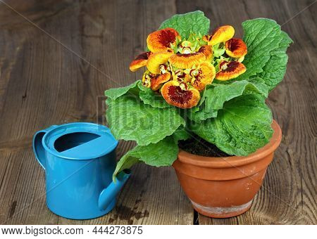 Watering Of Calceolaria Biflora, Also Called Slipper Flower. Calceolaria In A Pot On The Brown Woode