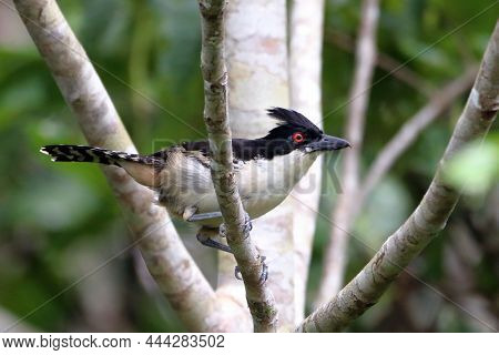 Male Great Antshrike (taraba Major) Perched Among The Branches Of A Tree