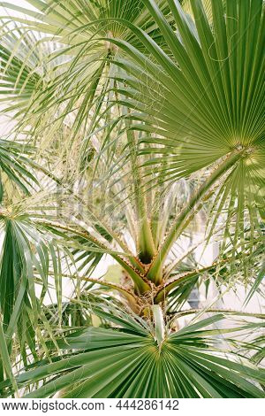 Green Leaves Of Sabal Palm Tree With Beige Threads