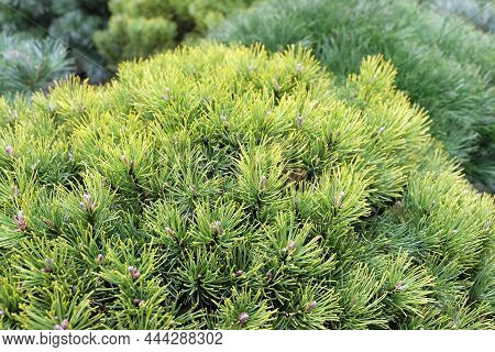 Ornamental Coniferous Plant For The Garden, Mountain Pine Karstens Wintergold In The Greenhouse, Sel