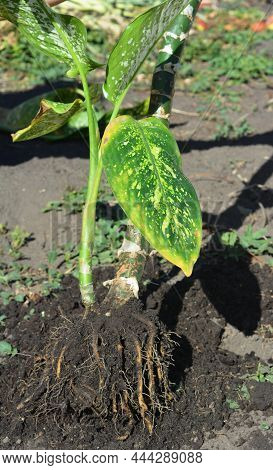 Dieffenbachia Growing And Propagation. Dieffenbachia (dumb Cane) Plant Propagation By Dividing, Or S