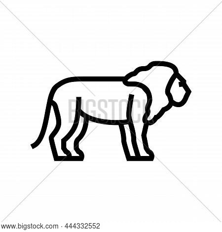 Lion Animal In Zoo Line Icon Vector. Lion Animal In Zoo Sign. Isolated Contour Symbol Black Illustra