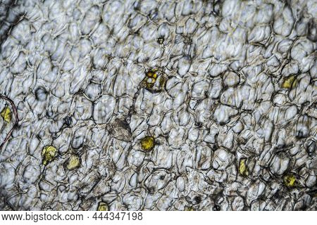 A Ginger Root Under The Light Microscope With A Magnification Of 100 Times