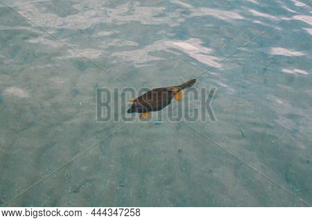 Blue Spotted Boxfish, Ostracion Cubicus, Inhabits Coral Reefs Of The Red Sea, Egypt, It Belongs To T
