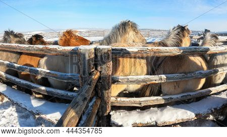 Horses Standing In Outdoor Paddock In Winter, Kolyma, Yakutia, Russia