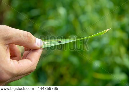 Hand Holds A Leaf With Cereals Leaf Beetle Larva. Oulema Melanopus Damaged The Leaf Of Cereals. A Si