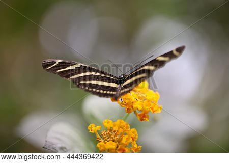 Portrait Of A Tropical Butterfly On A Plant.