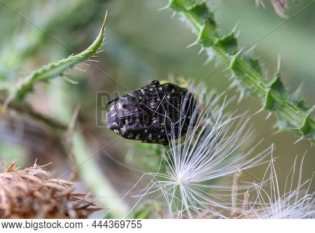 A Black Rose Beetle On A Thistle.