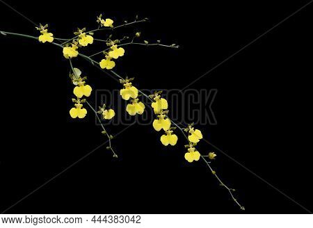Oncidium Orchid Blossoms Against A Pure Black Background
