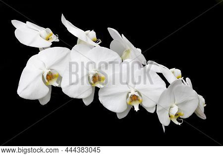 Orchid Blossoms Against A Pure Black Background