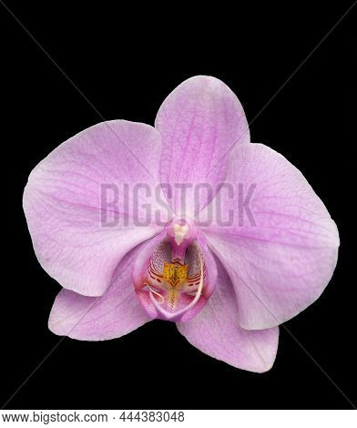 Orchid Blossom Against A Pure Black Background