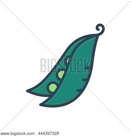 Color Illustration Icon For Pea Peapod Nutrition Fresh Bean Gourmet Grain Vegetable Agriculture Cult