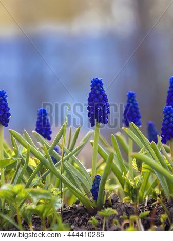 Flowering Muscari Blue Is A Genus Of Bulbous Plants In The Asparagus Family. Landscape With Blooming