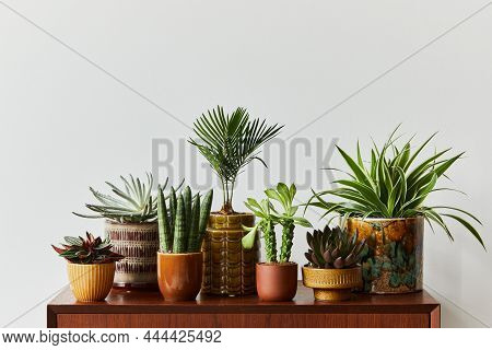 Stylish Composition Of Home Garden Interior Filled A Lot Of Beautiful Plants, Cacti, Succulents, Air