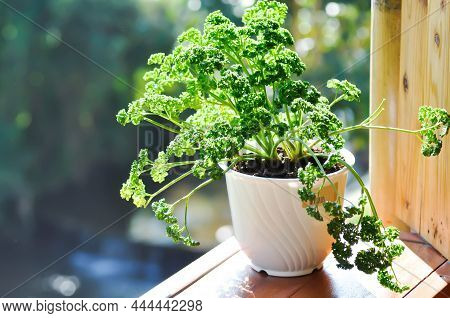 Parsley, Petroselinum Crispum Or Umbelliferae Or Parsley Plant