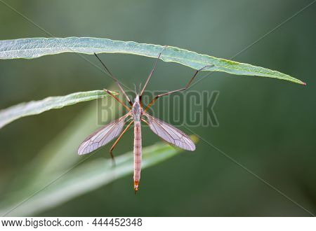 Close Up Of A Schnake, Long Leg Mosquito In The Grass.