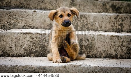 Homeless Puppy, A Street Dog In Istanbul, Turkey. Street Dogs Are Known In Scientific Literature As 
