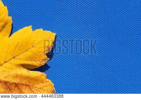Autumn Leaf On The Blue, Turquoise Background . Abstract Background Of Leaf. The Concept Of  Fall, A