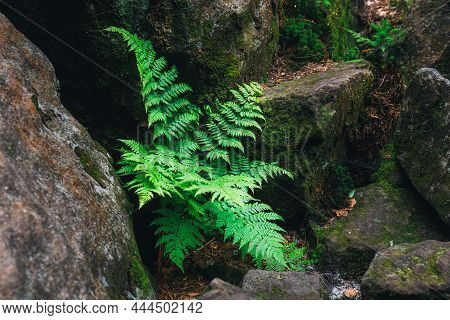 Fern (blechnum Spicant) On The Rock With Moss