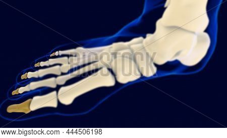 Distal Phalanges Foot Bones Anatomy For Medical Concept 3D
