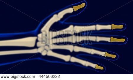 Hand Distal Phalanges Bones Anatomy For Medical Concept 3D