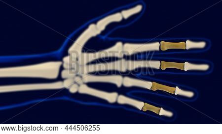 Hand Middle Phalanges Human Skeleton Anatomy For Medical Concept 3D