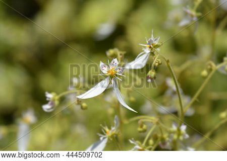 Creeping Saxifrage - Latin Name - Saxifraga Stolonifera (saxifraga Sarmentosa)