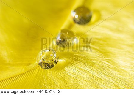Beautiful Drops Of Water On A Yelliw Fluffy Background.