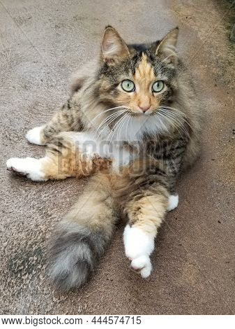A Female Tortie Color Tabby Cat With Green Eyes Laying On The Floor