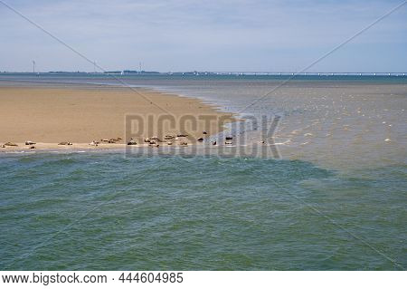 Animal Collection, Group Of Big Sea Seals Resting On Sandy Beach During Low Tide In Oosterschelde, Z