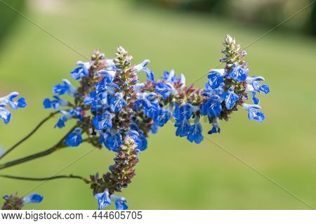 Bog Sage (salvia Uliginosa) Flowers