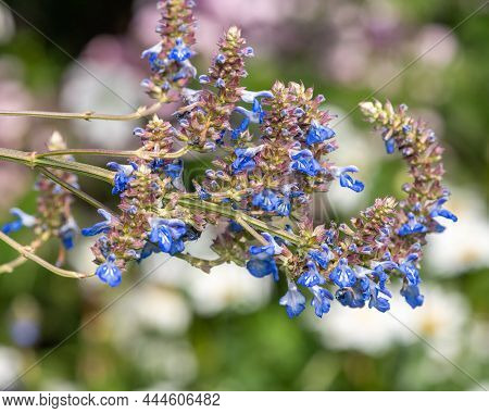 Bog Sage (salvia Uliginosa) Flowers