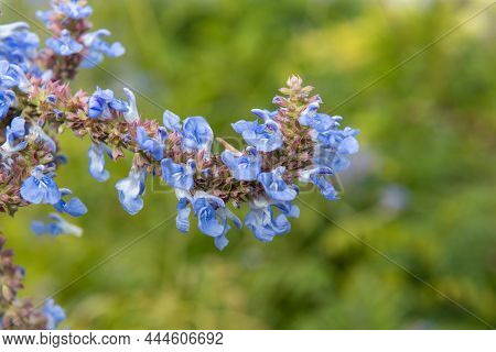 Bog Sage (salvia Uliginosa) Flowers