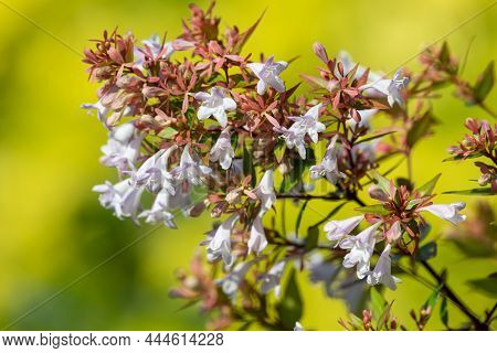 Chinese Abelia (abelia Chinensis) Flowers