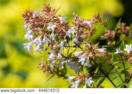 Chinese Abelia (abelia Chinensis) Flowers