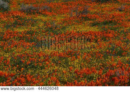 Poppies And Daisies In Antelope Valley California Poppy Reserve