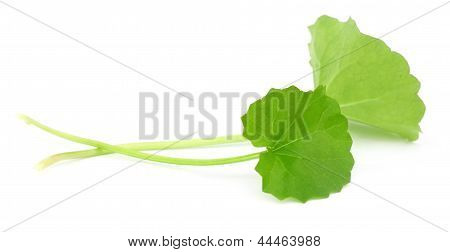 药用 thankuni 叶子的印度次大陆