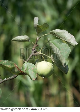 Apple Of The Yellow Transparent Variety, Close-up Photo. A Ripening Apple On A Branch.