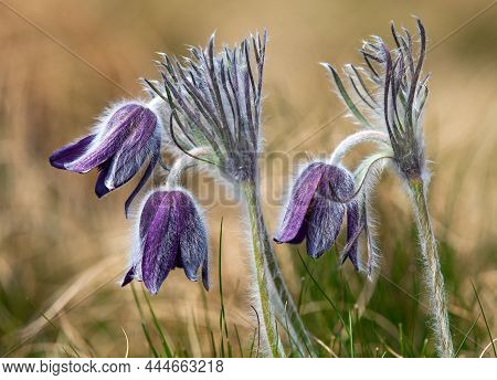 Pasqueflower. Beautiful Flower Of Small Pasque Flower Or Pasqueflower On Flowering Meadow In Latin P